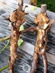 Кореневий рак (зобоватість)